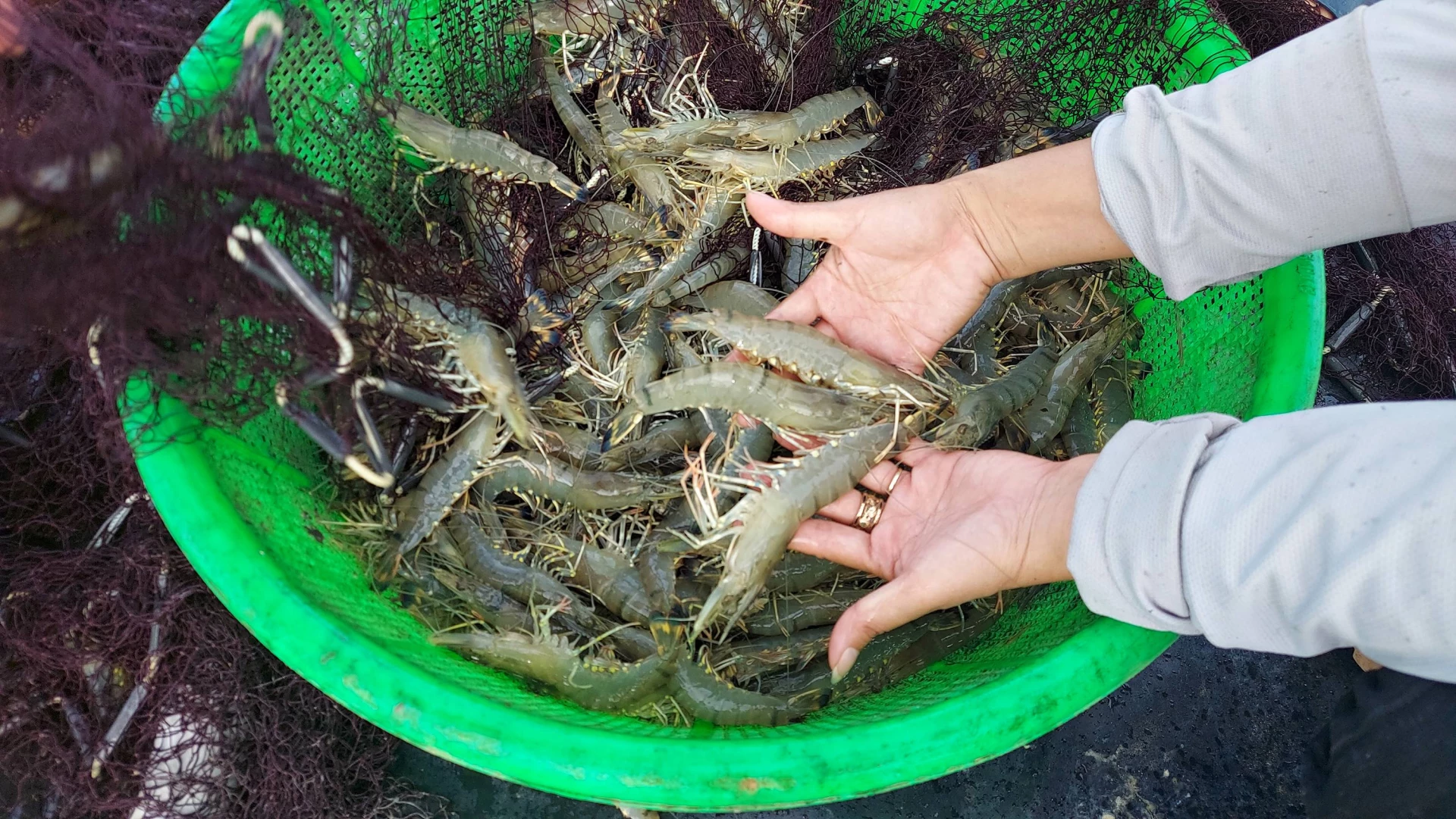 Tôm nuôi trong mô hình đạt kích cỡ đồng đều - Ảnh: L.A