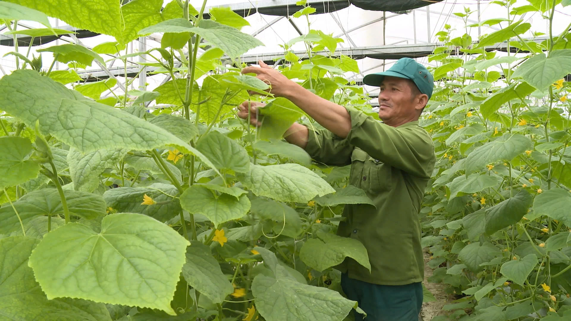 Anh Hoàng Nam Doan, Chi hội trưởng Chi hội Trồng rau an toàn, tổ dân phố Trường Sơn, phường Ba Đồn, chăm sóc cây mướp - Ảnh: Q.N