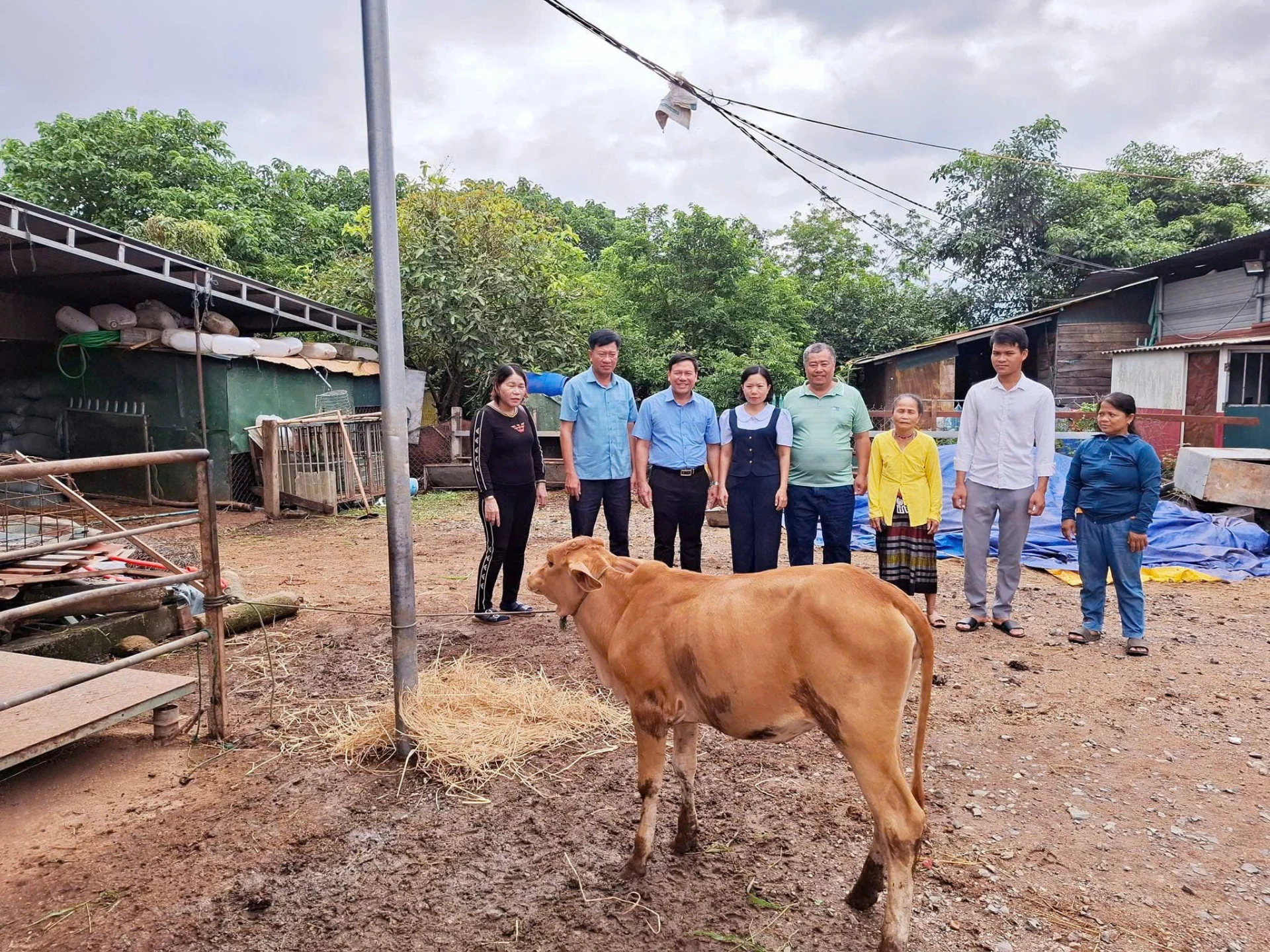 Bà Nguyễn Thị Thương (ngoài cùng bên trái) trao bò giống hỗ trợ cho hộ gia đình nghèo ở khóm Ka Tăng, xã Lao Bảo - Ảnh: L.N