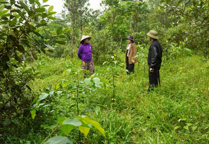 Để rừng thêm xanh