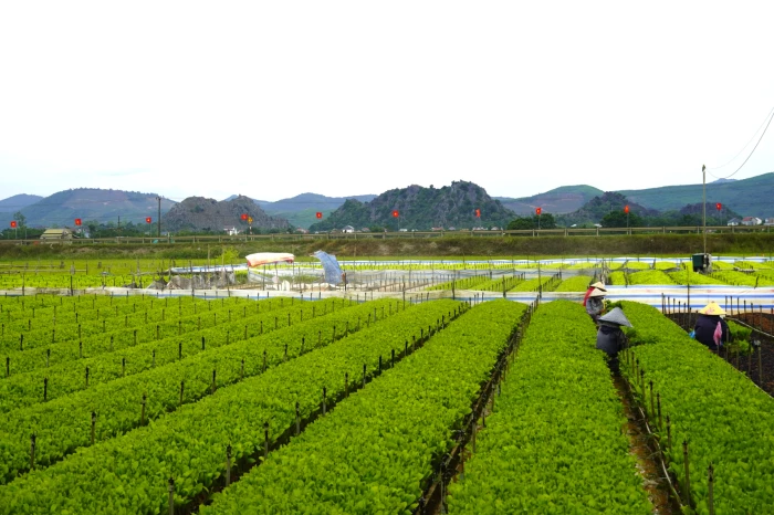 Ươm mầm cho rừng xanh