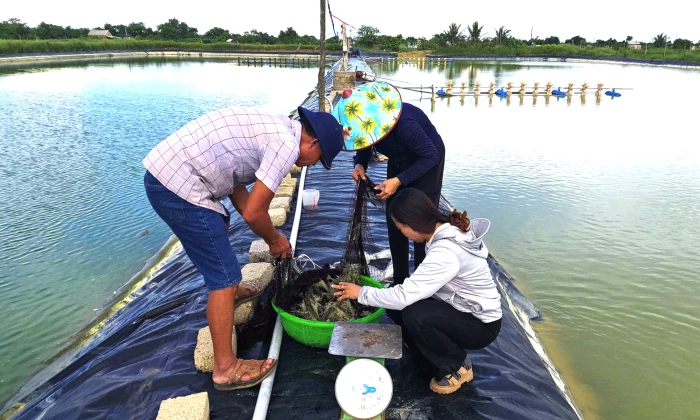 Nhân rộng mô hình nuôi tôm sú 2 giai đoạn