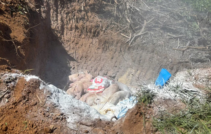 Nhiều địa phương cơ bản khống chế được dịch tả lợn châu Phi