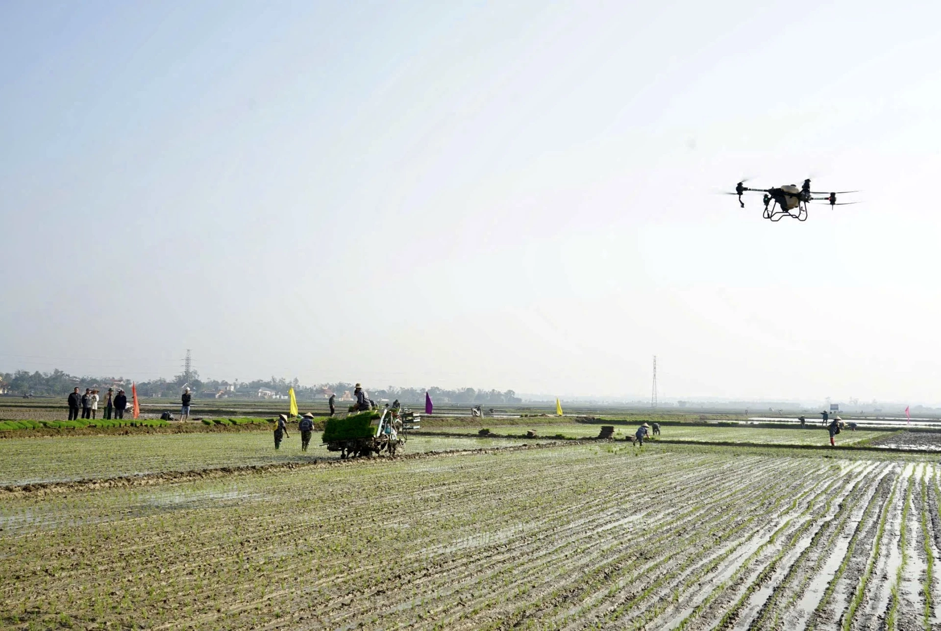 Công ty CP Tổng công ty Thương mại Quảng Trị ứng dụng công nghệ hiện đại vào sản xuất lúa hữu cơ, thân thiện với môi trường, bảo đảm sức khỏe cho người tiêu dùng - Ảnh: N.B