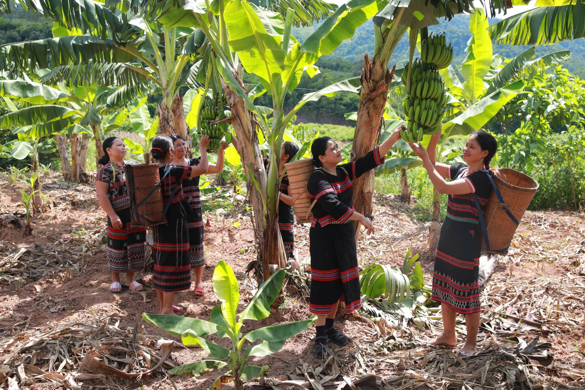 Giống chuối lùn bản địa góp phần nâng cao thu nhập, cải thiện đời sống đồng bào Pa Kô ở xã Tà Rụt - Ảnh: P.L