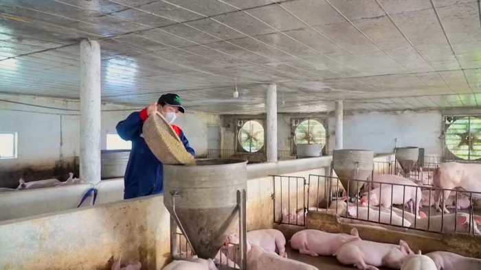 Thị trường tiêu thụ thịt lợn bắt đầu ổn định trở lại