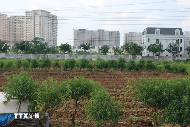 Đất nông nghiệp công ích của phường Dương Nội (Hà Nội). (Ảnh Mạnh Khánh/TTXVN)