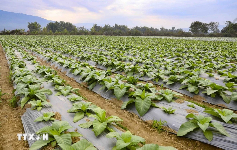 Các đối tượng được miễn thuế sử dụng đất nông nghiệp thực hiện theo quy định tại Điều 1 Nghị quyết số 55/2010/QH12 ngày 24/11/2010 của Quốc hội. (Ảnh: Xuân Tư/TTXVN)