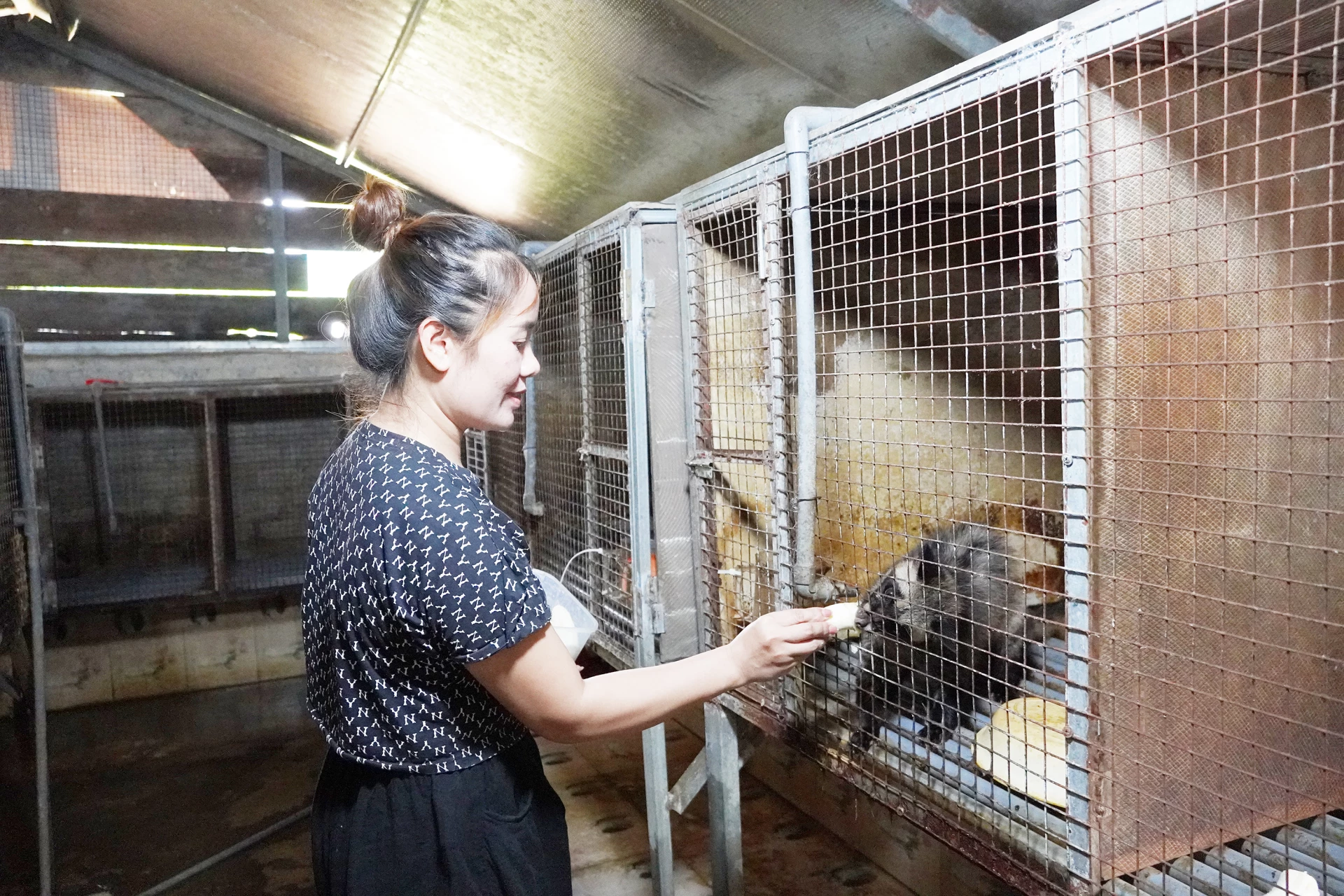 Chị Đinh Thị Mỹ Hương đang chăm sóc đàn chồn - Ảnh: X.V