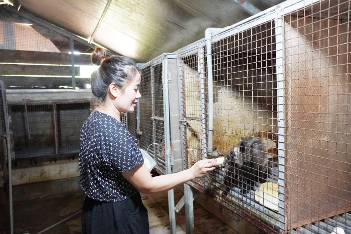 Làm giàu nhờ nuôi chồn hương