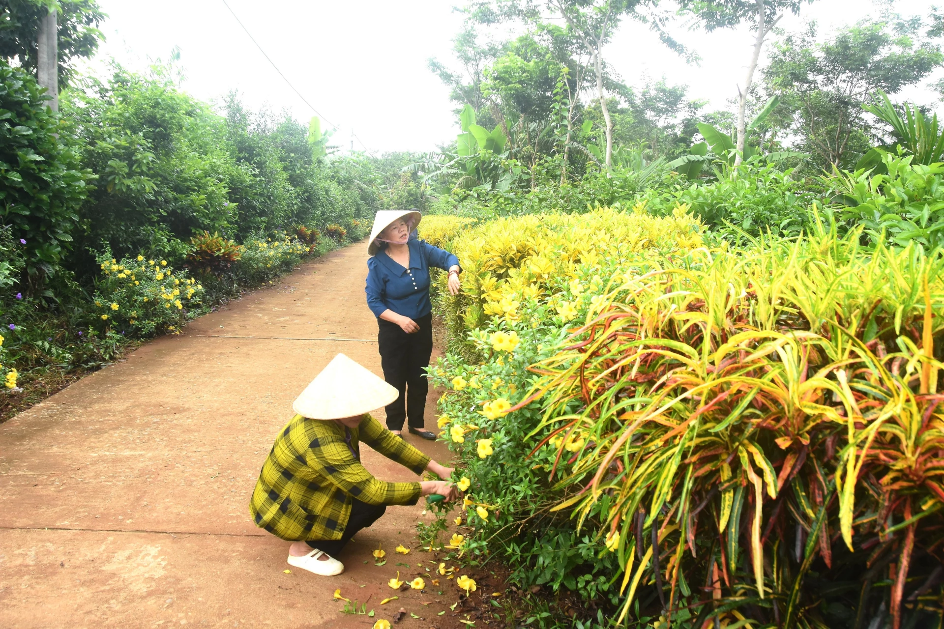 Tuyến đường hoa tự quản của Chi hội phụ nữ thôn Nghĩa Phong, xã Cam Lộ - Ảnh: Đ.V