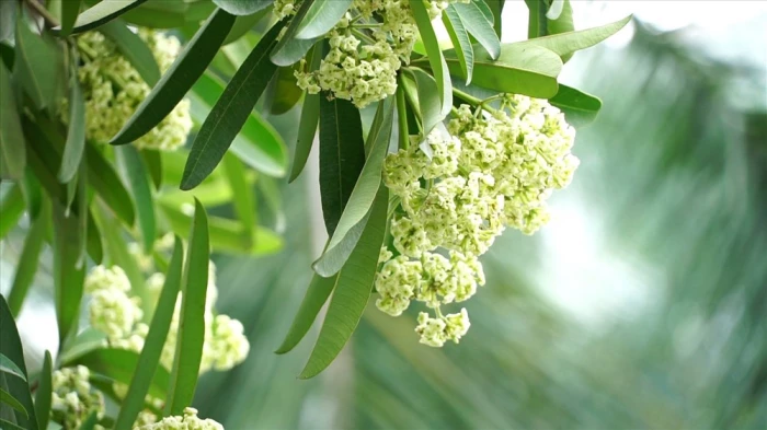 Hoa sữa nở giữa đời gió mưa