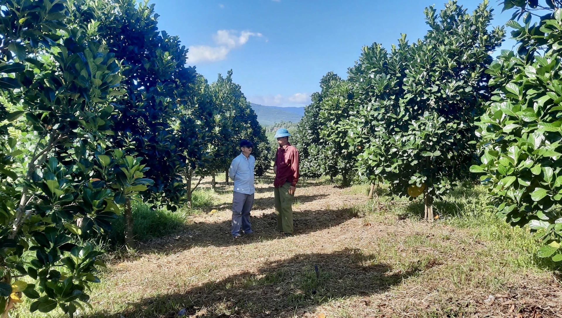 Nhiều nông dân mạnh dạn chuyển đổi cơ cấu cây trồng, vật nuôi nhằm nâng cao giá trị kinh tế, góp phần làm giàu cho gia đình và địa phương - Ảnh: T.A