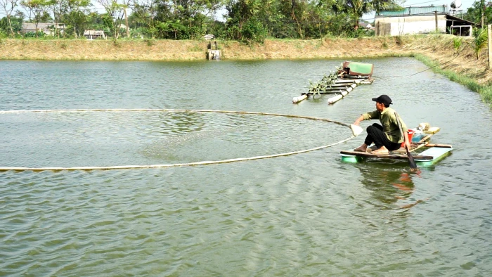 Cá nâu, đối tượng nuôi triển vọng