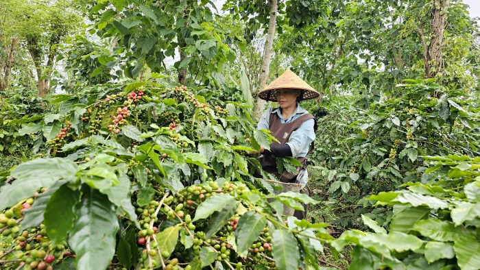 Nông dân phấn khởi vì giá cà phê tăng cao