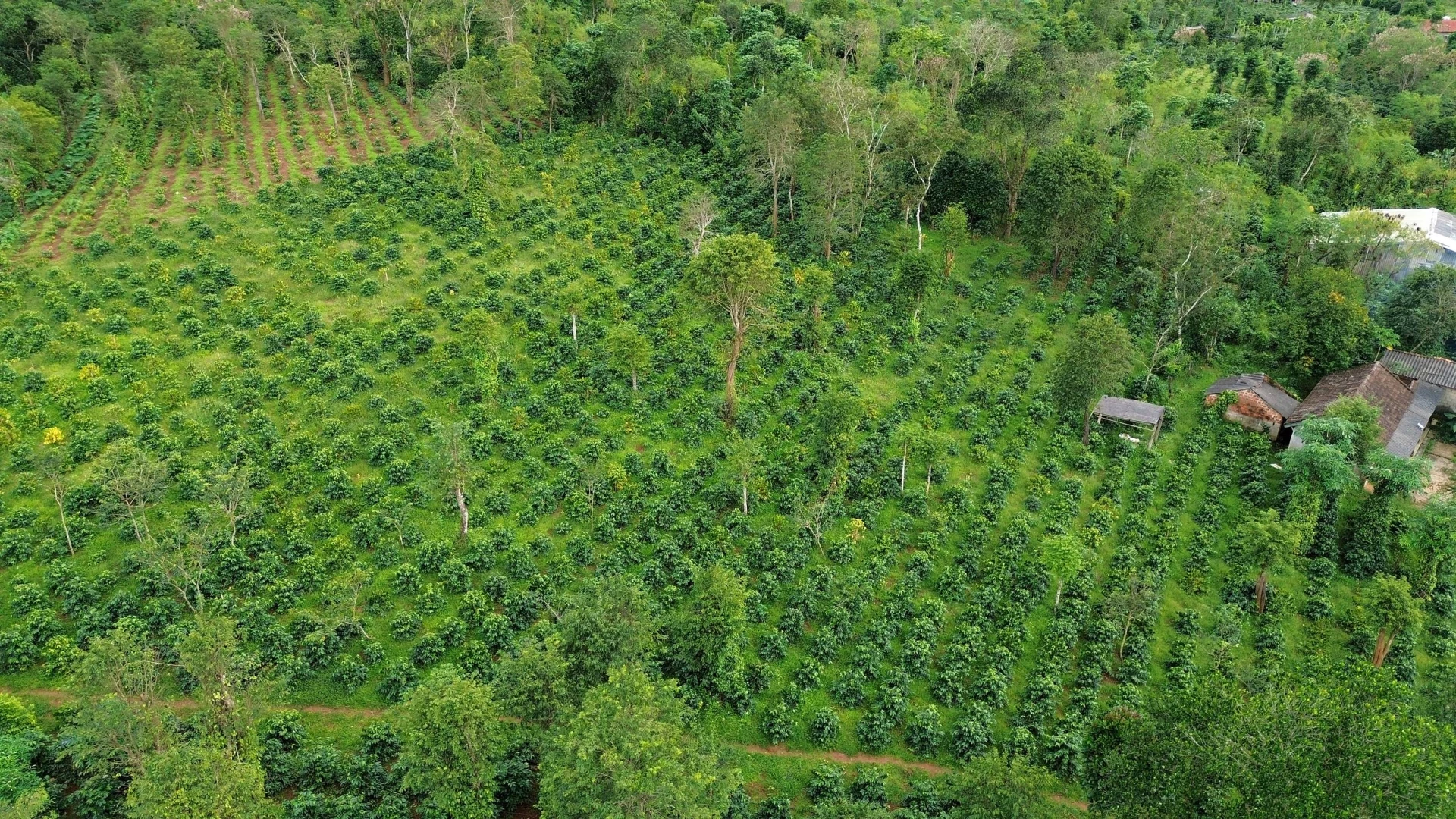 Vườn cà phê đang cho thu hoạch tại xã Hướng Phùng - Ảnh: L.A