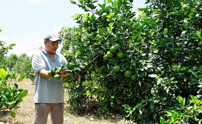 Đẩy mạnh phát triển nông nghiệp hữu cơ