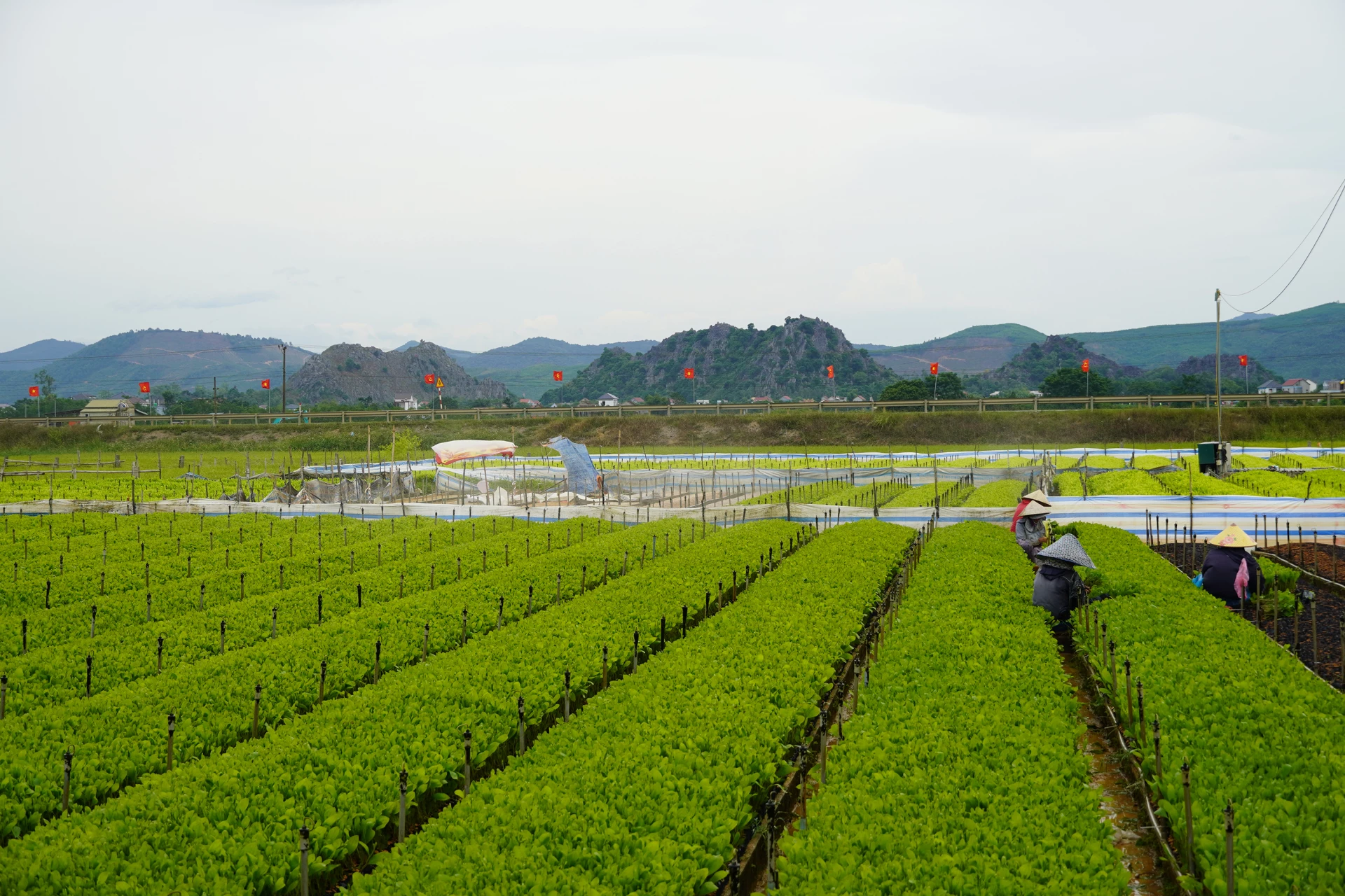 Các cơ sở sản xuất giống cây lâm nghiệp ở Tân Gianh tất bật chuẩn bị cây giống cho vụ trồng rừng mới          - Ảnh: P.P