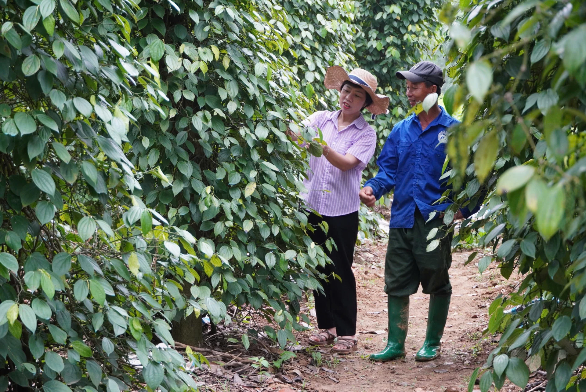 Nhiều mô hình sản xuất nông nghiệp trên địa bàn xã Nam Trạch được các hội viên, nông dân thực hiện hiệu quả - Ảnh: C.N