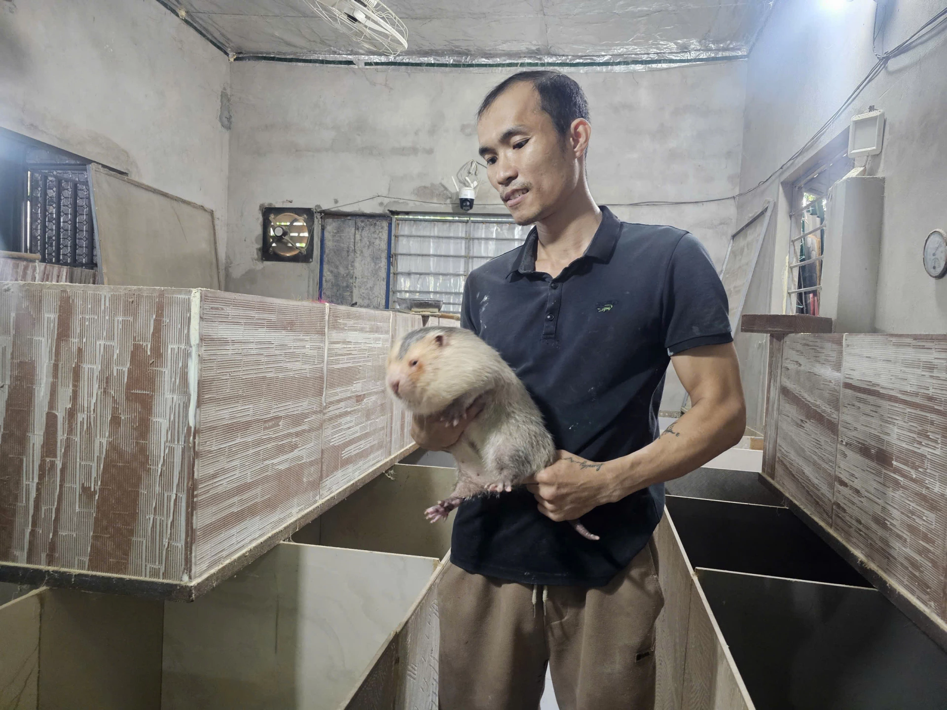 Mô hình nuôi dúi của anh Hòa đạt năng suất, hiệu quả kinh tế cao - Ảnh: T.P