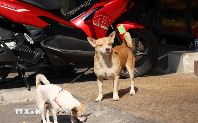 Hành vi thả rông động vật nuôi trong đô thị hoặc nơi công cộng có thể bị phạt 500.000 tới 1 triệu đồng. (Ảnh minh họa. Nguồn: TTXVN)