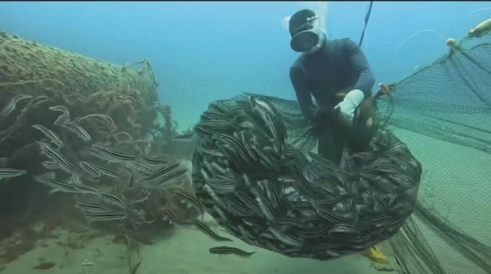 Một thợ lặn biển bị hoại tử xương chỏm cánh tay, xương đùi