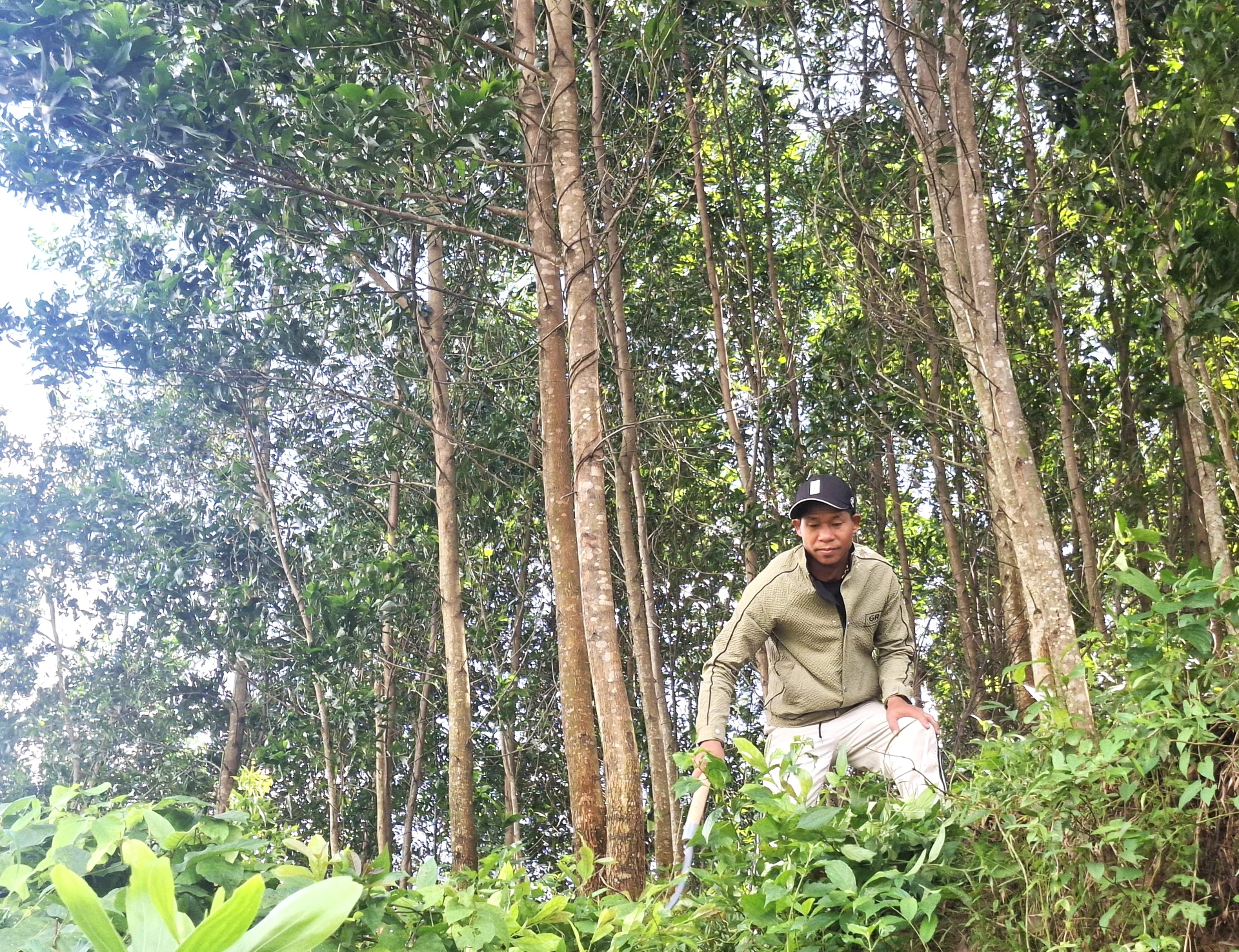Anh Hồ Văn Cu Ta đang sở hữu hơn 10ha rừng trồng cho thu nhập cao          - Ảnh: S.H