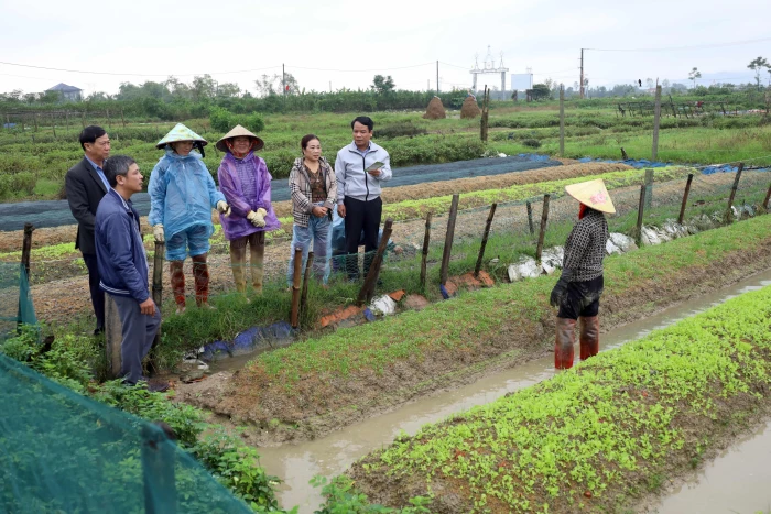 Khôi phục sản xuất vụ đông sau bão