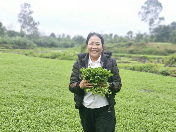 Đưa đặc sản rau liệt Cồn Tiên vươn xa
