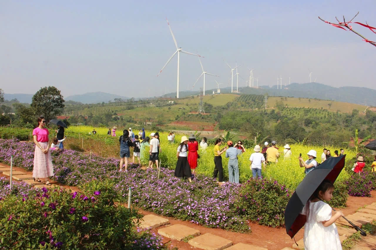 Du khách tham quan vườn hoa Mây Chân Trời được trồng tại xã Khe Sanh - Ảnh: N.V