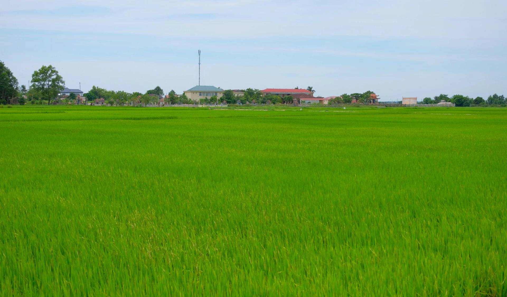 Cánh đồng lúa hữu cơ của Hợp tác xã sản xuất, kinh doanh, dịch vụ nông nghiệp Thuỷ Ba Tây - Ảnh: T.T