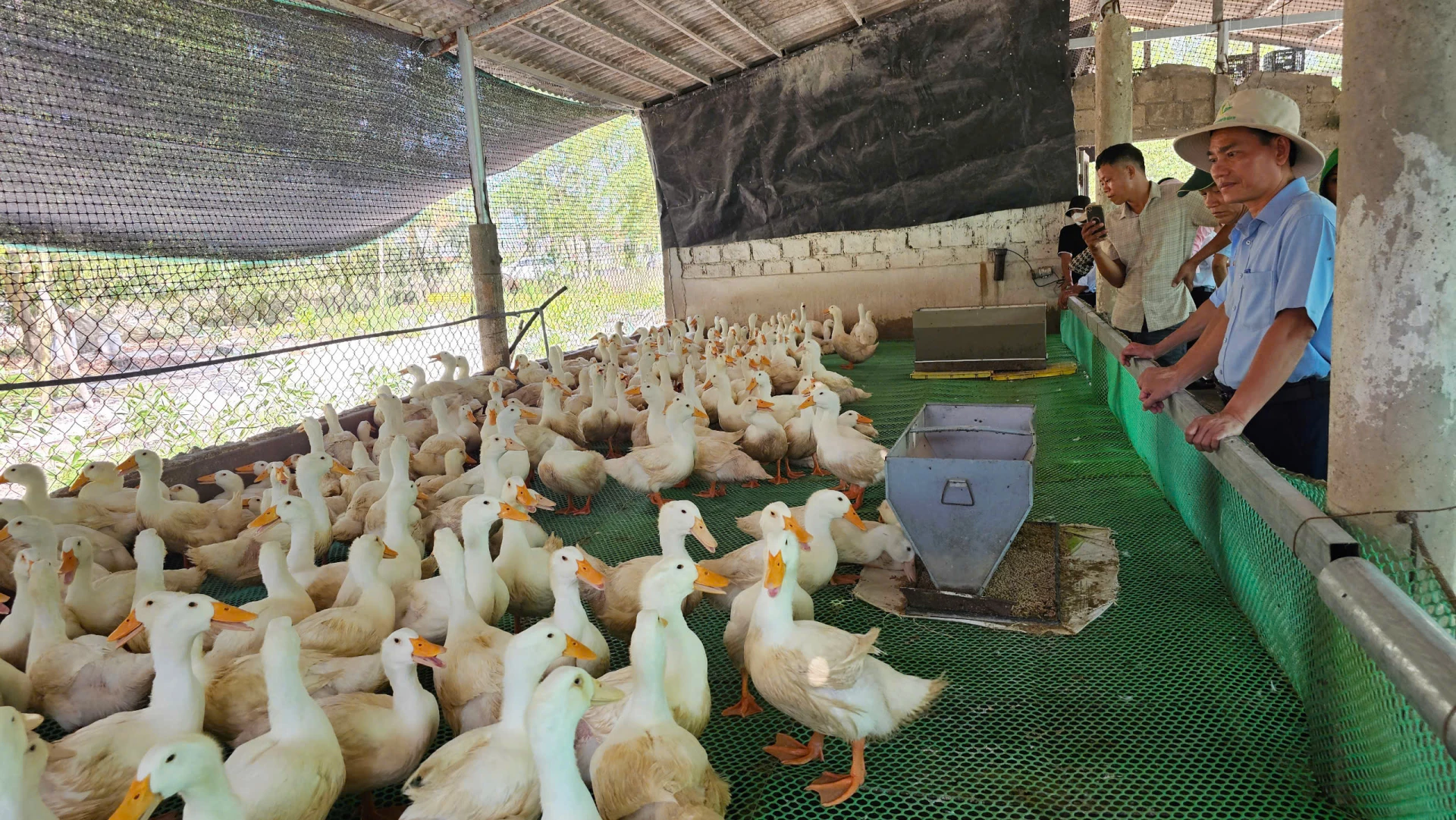 Mô hình chăn nuôi vịt trên sàn mang lại hiệu quả kinh tế cao - Ảnh: T.HOA