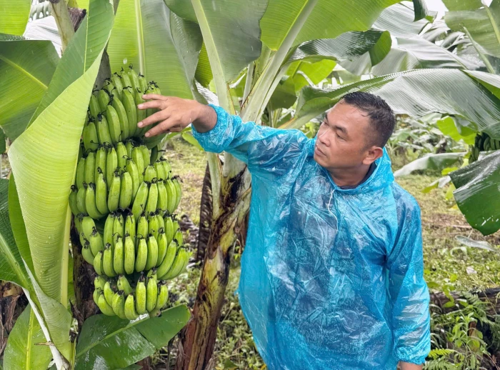 Triển vọng mô hình trồng chuối tiêu hồng ở Tà Rụt