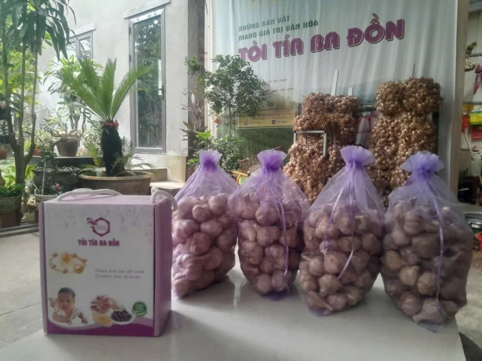 Nâng tầm giá trị cây tỏi tía bản địa
