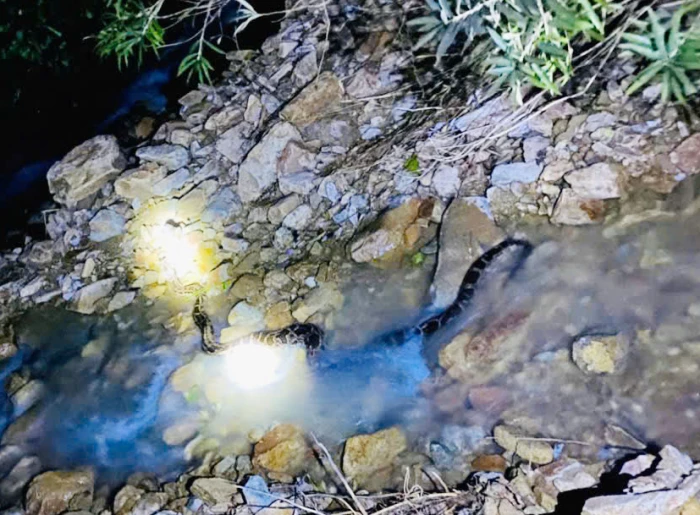 Thả cá thể trăn đất nặng 30kg về môi trường tự nhiên