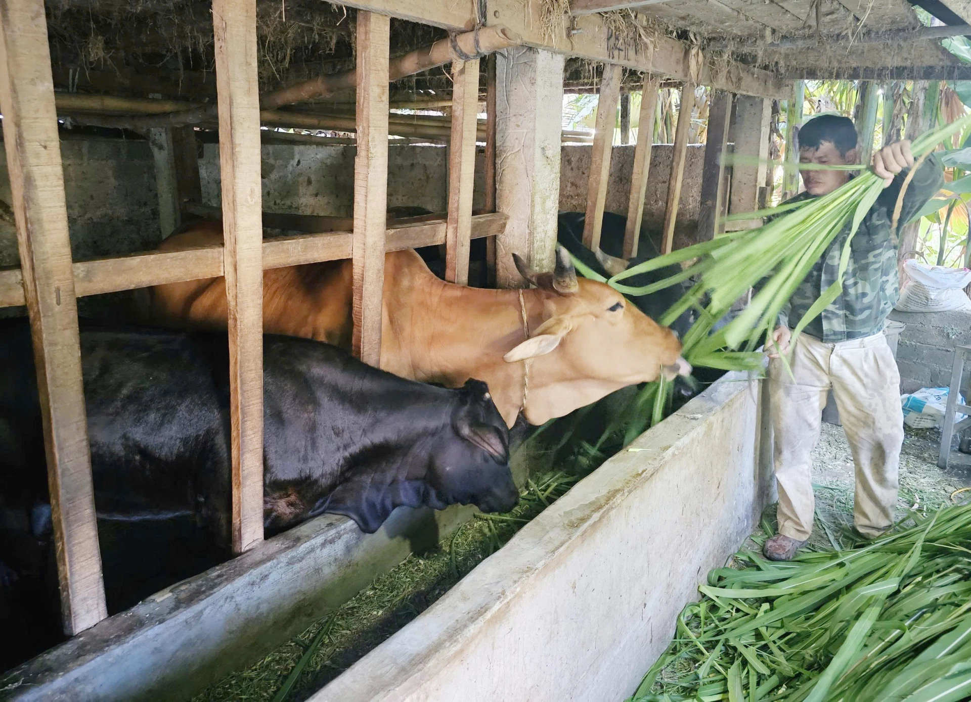 Người dân xã Tuyên Bình chăm sóc đàn bò     - Ảnh: X.V