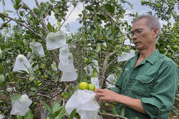 Ứng dụng IPHM trên cây trồng chủ lực