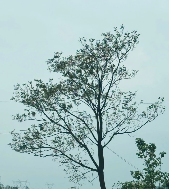 Tản văn: Qua phố ngày đông