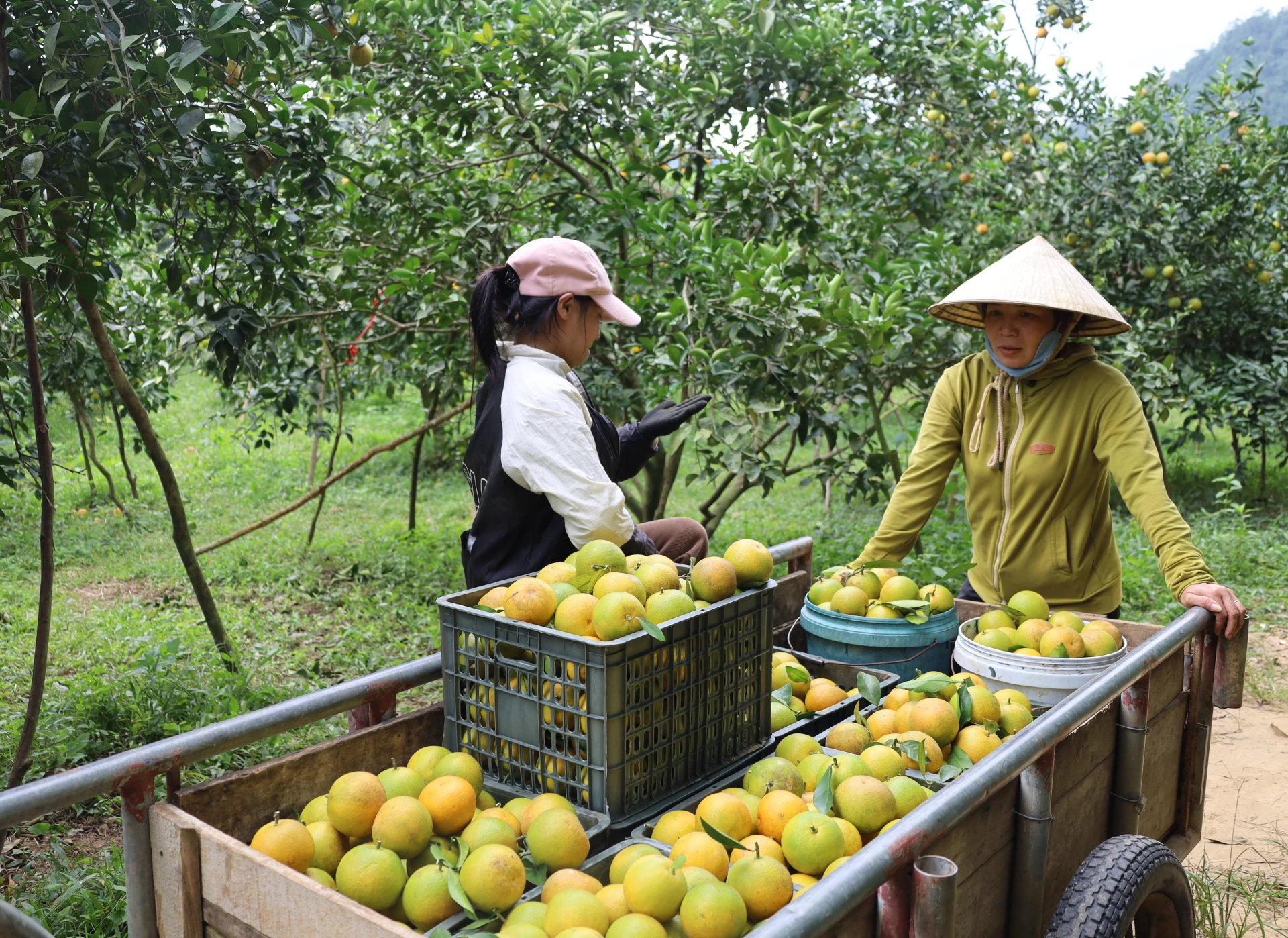 Tuyên Hóa chú trọng khai thác tiềm năng kinh tế vườn đồi và lâm nghiệp - Ảnh: Th.H
