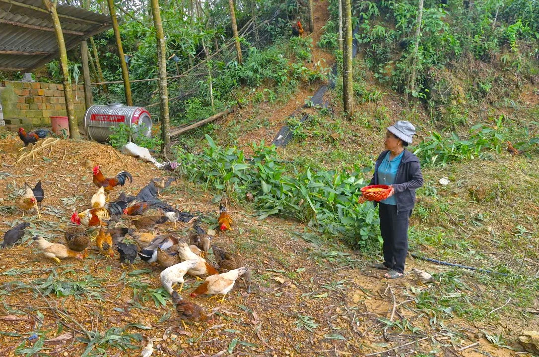 Người dân bản Cáo, xã Tuyên Lâm phát triển kinh tế vườn rừng kết hợp chăn nuôi - Ảnh: Th.H