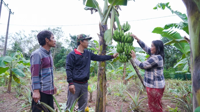 Cần nhân rộng mô hình chuối lùn bản địa ở xã Tà Rụt