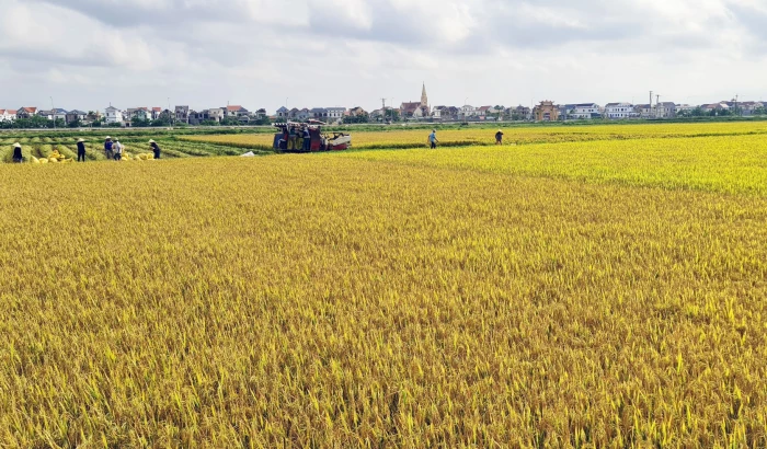 Dồn điền đổi thửa: Xu hướng tất yếu của nền nông nghiệp hiện đại - Bài 1: Những “nút thắt” cần tháo gỡ