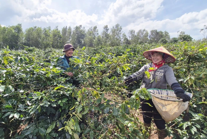 Đoàn kết làm giàu trên đất bazan
