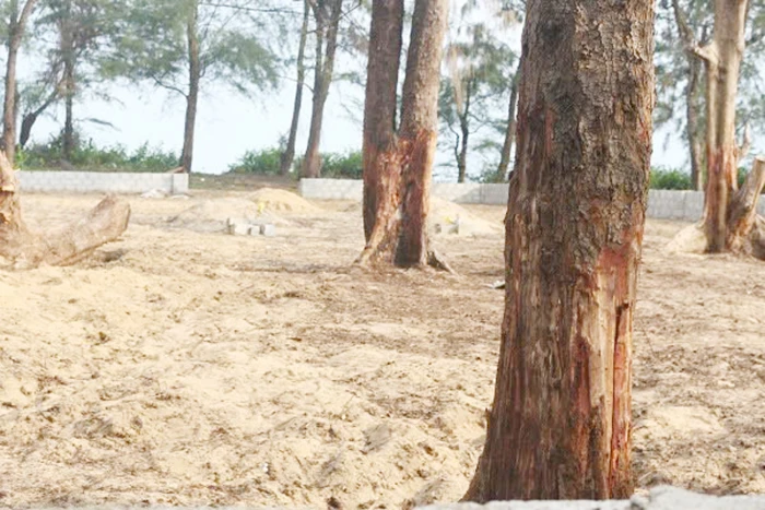 Có hay không việc rừng dương hàng chục năm tuổi bị hủy hoại?