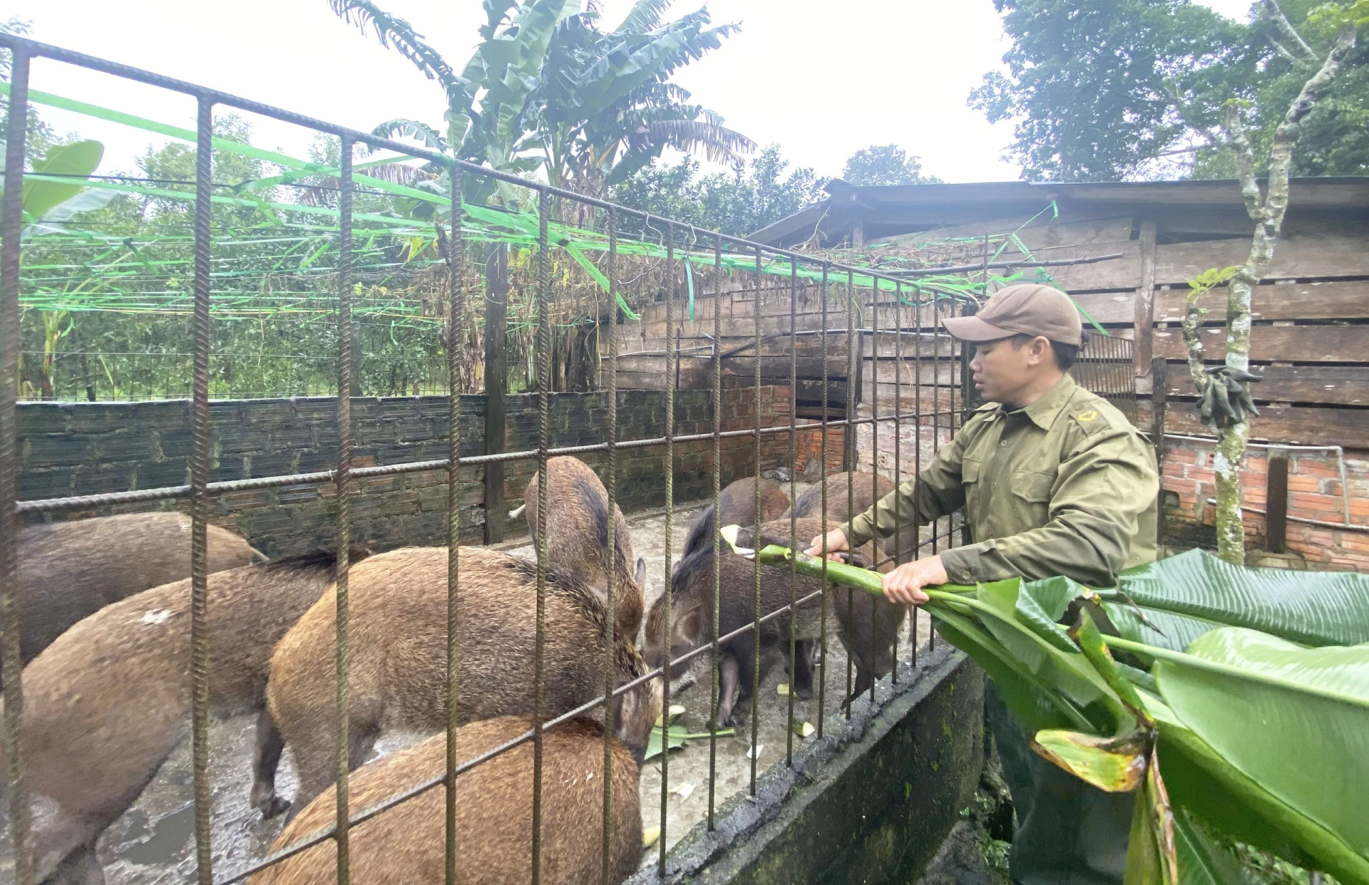 Anh Đinh Hữu Thiêm ở thôn Kiên Trinh với mô hình nuôi lợn rừng cho thu nhập trên 300 triệu đồng/năm - Ảnh: H.C