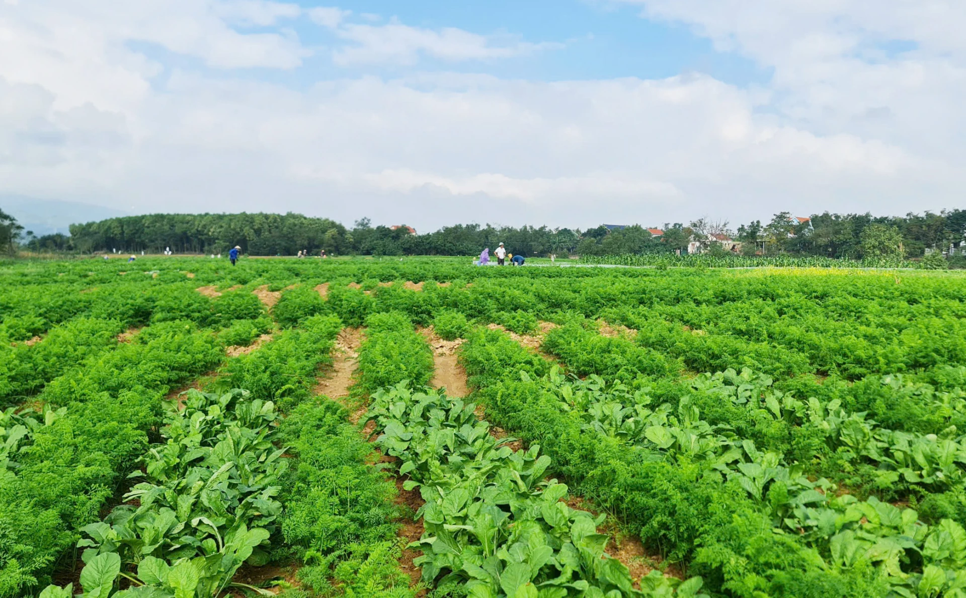 Mô hình trồng rau sạch tại thôn Phú Ninh, xã Ninh Châu - Ảnh: L.C