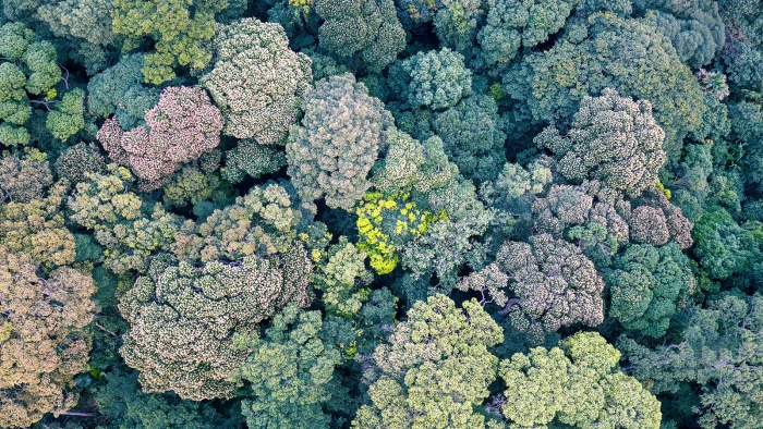 Rực rỡ Hin Nam Nô