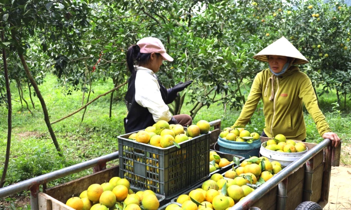 Đa dạng sinh kế từ tiềm năng, thế mạnh của địa phương