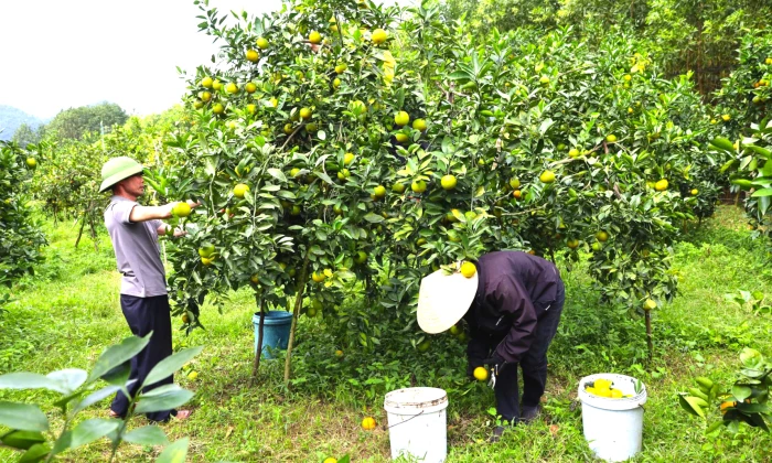 Nâng cao thu nhập, tạo cảnh quan sạch, đẹp từ mô hình vườn mẫu