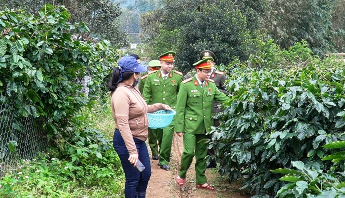 Giữ bình yên cho 'thủ phủ' cà phê Hướng Phùng mùa thu hoạch